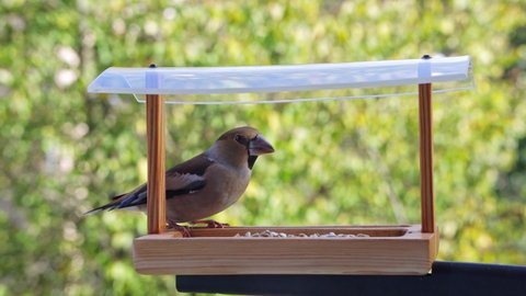Hawfinch bird sits in a bird feeder hanging outside the window and feasts on seeds 
