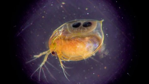 (Daphnia magna, Cladocera), small planktonic crustacean under the microscope, close-up