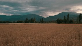 Field of wheat 4k Video