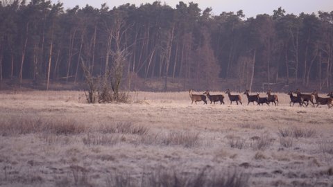 A herd of red deer (Cervus elaphus) running across a meadow on a cool autumn morning. A herd looking for food