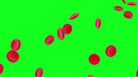 Microscopic view of abstract red blood cells falling on green screen or chroma key background. Antivirus medical healthcare, heart disease concept. 3d Blood flow animation