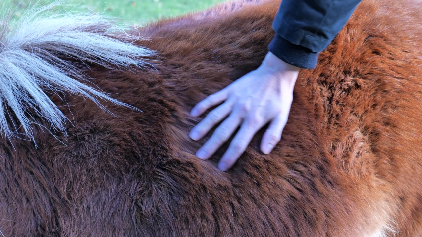 Furry Horse Female