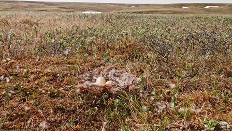 Close up view of nest of hobby falcon on ground. Fauna of Yamal peninsula.