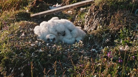 babies of hobby falcon sleeping in the nest. diversification of Yamal peninsula nature.