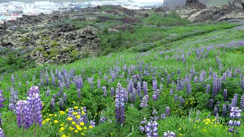 Lovely shot of vivid Alaskan Lupin growing on a hillside on Heimaey Island in the Westman archipelago off southwestern Iceland. Lupin's were bought to Iceland from Alaska to help prevent soil erosion.
