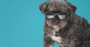 cute metis dog wearing cool sunglasses, a red bowtie on blue background