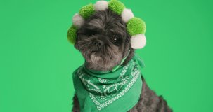 sweet metis dog wearing green fluffy headphones and bandana on green studio background