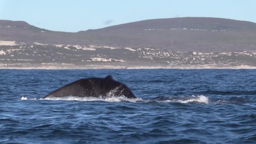 Southern Right Whale Lob Tailing	 Royalty-Free Stock Footage #1081938590