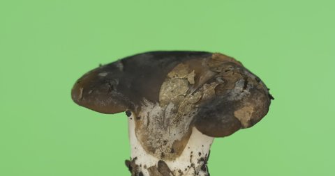 Panorama of a rotating forest mushroom. Natural forest mushroom. Flywheel is a genus of edible tubular mushrooms of the boletus family. Isolated on green screen