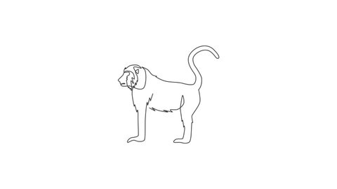 Animated self drawing of single continuous line draw walking baboon for national zoo logo identity. Cute primate animal mascot concept for circus show icon. Full length one line animation illustration