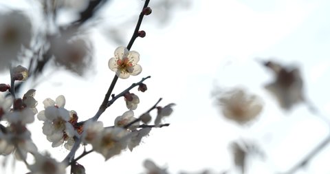 Video of white plum blossoms taken with a fixed camera.