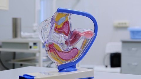 Model of the female reproductive system. Gynecology and medicine health care. The internal structure of the body: vagina, uterus, fallopian tubes, ovaries.