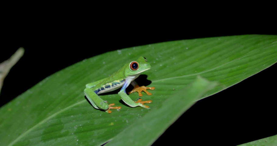 Red eyed tree frog, Agalychnis callidryas, open eyes in the rainforest of costa rica