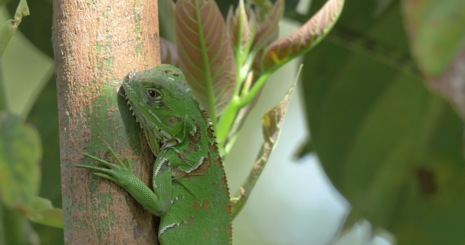 Juvenile Green Iguana (Iguana Iguana), taking a sunbath in a tree, sunny day Royalty-Free Stock Footage #1081947353