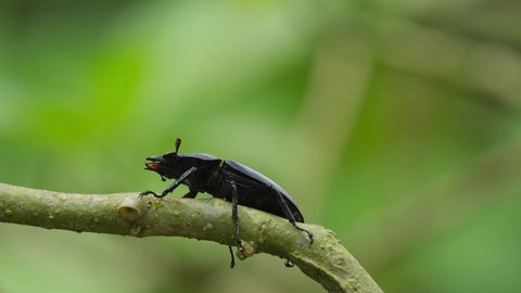 Moving it antennae and clutching its legs on the branching with the wind; Stag Beetle, Hexarthrius nigritus, Khao Yai National Park, Thailand.