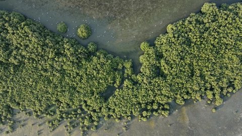 Drone view of Ajman Mangroves Kayak, the thick natural mangroves of Ajman is home to over 102 species of native and migratory birds in the United Arab Emirates, 4k Footage