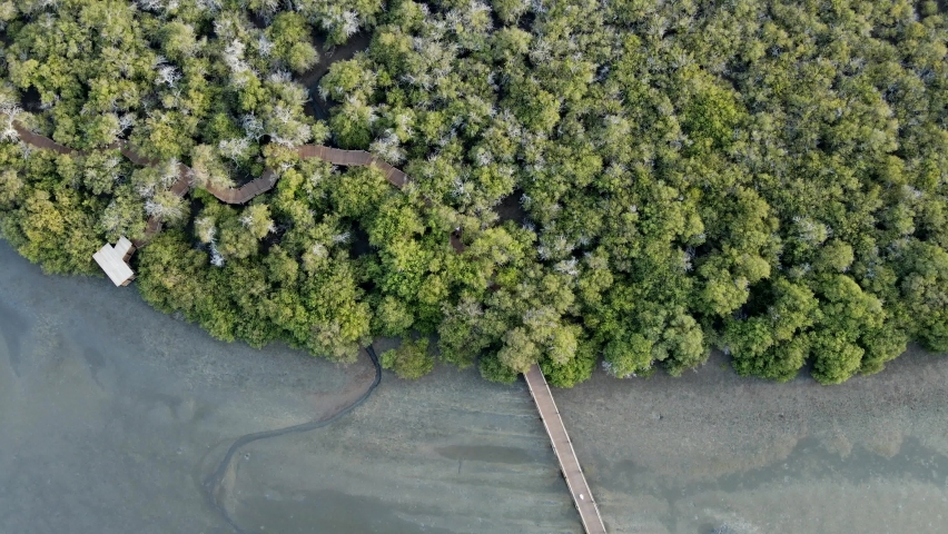 The top view of the Kalba Mangrove, also known as Khor Kalba, is located in the northern emirates of Sharjah, United Arab Emirates. 4k Footage Royalty-Free Stock Footage #1081947512