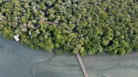 The top view of the Kalba Mangrove, also known as Khor Kalba, is located in the northern emirates of Sharjah, United Arab Emirates. 4k Footage