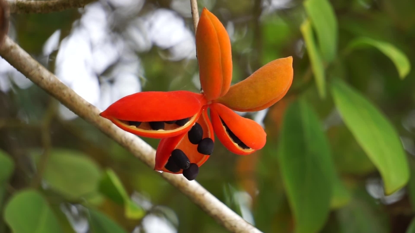 Sterculia quadrifida (Also called peanut tree, red-fruited kurrajong) on the tree. Seed pods are orange outside and orange or red inside when ripe.
