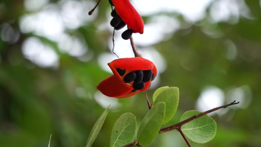 Sterculia quadrifida (Also called peanut tree, red-fruited kurrajong) on the tree. Seed pods are orange outside and orange or red inside when ripe.