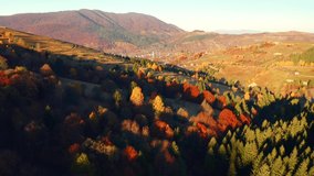 Autumn scene of a rolling hills in morning light. Bird's eye view. Shooting from a quadcopter. Carpathian mountains, Ukraine, Europe. Cinematic aerial shot. Beauty of earth. Filmed in 4k, drone video.