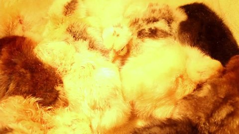 Group of sleepy newborn chickens of different colour huddled together an incubator. Poultry and chicken breeding. Vaccination of chickens.