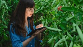 Beautiful farmer girl checks quality of tomato in green house and writes the readings to the tablet.Agriculture business.Modern technologies . High quality 4k footage