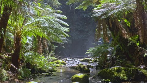 Endemic nature of Australia. Giant fern trees near jungle river in Otways