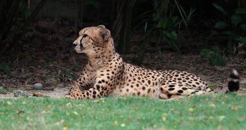 Cheetah looks around while resting on grass in bushes