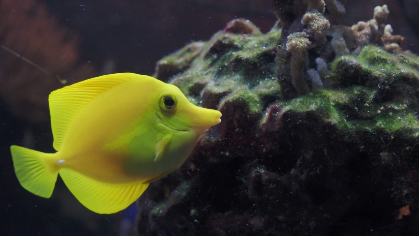 Yellow Tang (Zebrasoma flavescens) in aquarium | Shutterstock HD Video #1081956401