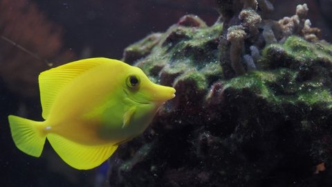Yellow Tang (Zebrasoma flavescens) in aquarium