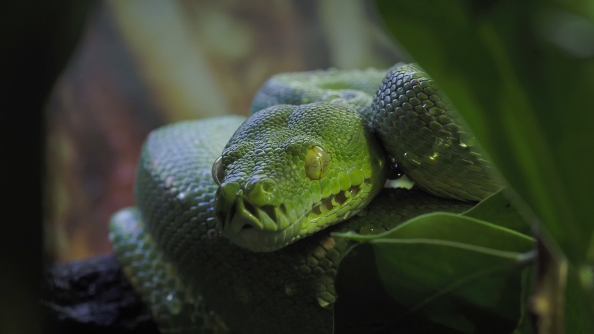 Green tree python (Morelia viridis) close-up. Portrait art.