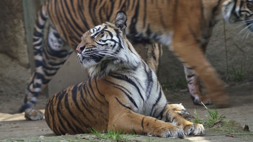 Cuddling tigers. Sumatran tiger (Panthera tigris sumatrae).