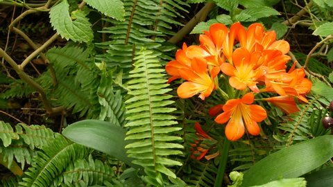 Natal bush kafir lily flower, California, USA. Clivia miniata orange flamboyant exotic fiery vibrant botanical bloom. Tropical jungle rainforest atmosphere. Natural garden vivid fresh juicy greenery.