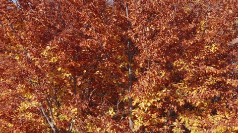 Foliage in autumn - leaves on deciduous tree in fall season. Red, yellow and orange as colors of a forest or park. Vivid colorful vegetation on a sunny day. Natural environment beauty.