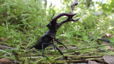 stag beetle (lucanus cervus) in the wild in the forest
