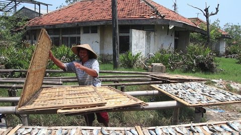 blurry clip, Activity of drying marine fish, to be used as dry fish food, Workers arranging fish to be dried in the sun, , Pekalongan, October 25, 2021