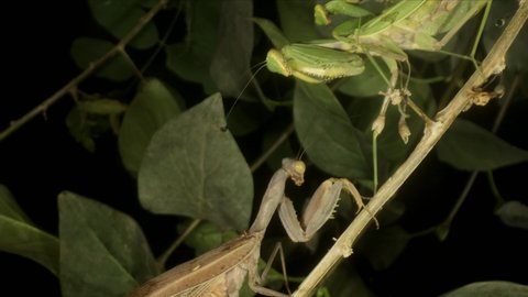 Fight of Praying Mantises. Two mantises met on the same branch and fought. Close up of mantis 