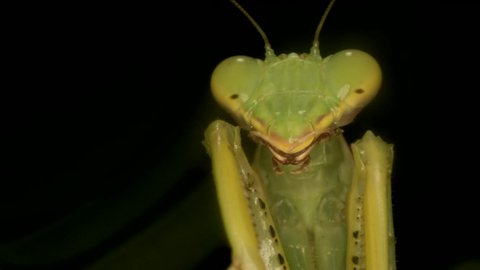 Praying mantis cleans the front paws. Extreme close up of mantis insect. Front portrait of European mantis (Mantis religiosa). 