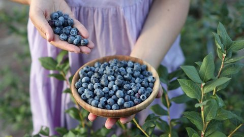 Woman's hands are picking ripe blueberry from plants in the garden. Blueberries harvesting. 