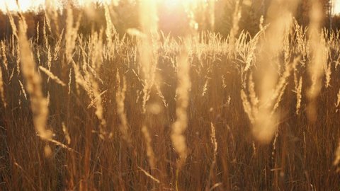 Fluffy glowing spikelets of dry grass on a meadow at sunset in autumn weather. Nature background slow-motion