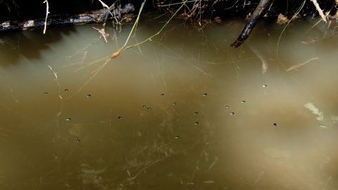 Whirligig beetle (Gyrinus natator) swimming in river, aquatic bugs gyrating on water surface