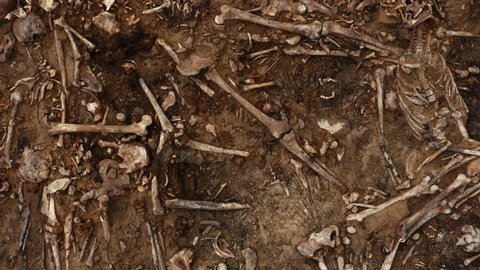 Skulls and bones of people in the ground, Work of the search team at the site of a mass shooting of people. Human remains bones of skeleton, ground tomb. Real human remains