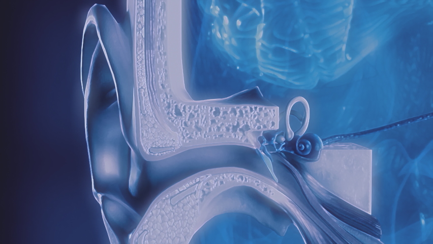 Human hearing mechanism anatomy cross section. 3D animation.  | Shutterstock HD Video #1081975505