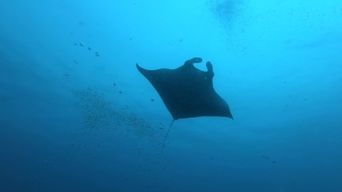 Slow motion Gigantic Black Oceanic Manta Ray floating on a background of blue water in search of plankton looking for food. Underwater scuba diving in Maldives.