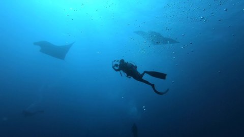 Slow motion Gigantic Black Oceanic Manta Ray floating on a background of blue water in search of plankton looking for food. Underwater scuba diving in Maldives.