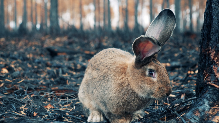 Продолжительность зайца. Rabbit Burn.