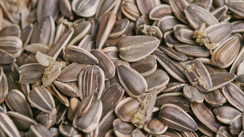 sunflower seeds corrupted with bird seed pantry moths - spinning close-up loop
