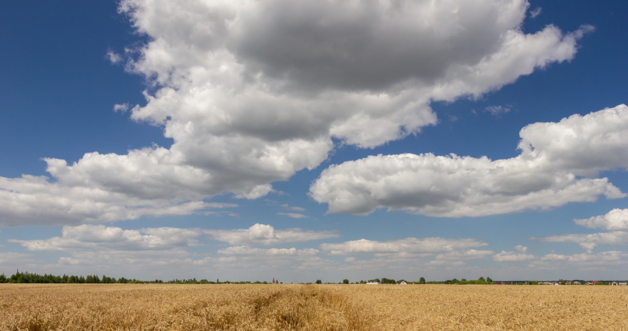 Blue sky with clouds and yellow field wheat, beautiful dynamic landscape on Sunny day. Scenic agricultural land, 4K Timelapse. Beauty nature, agriculture and seasonal harvest time.