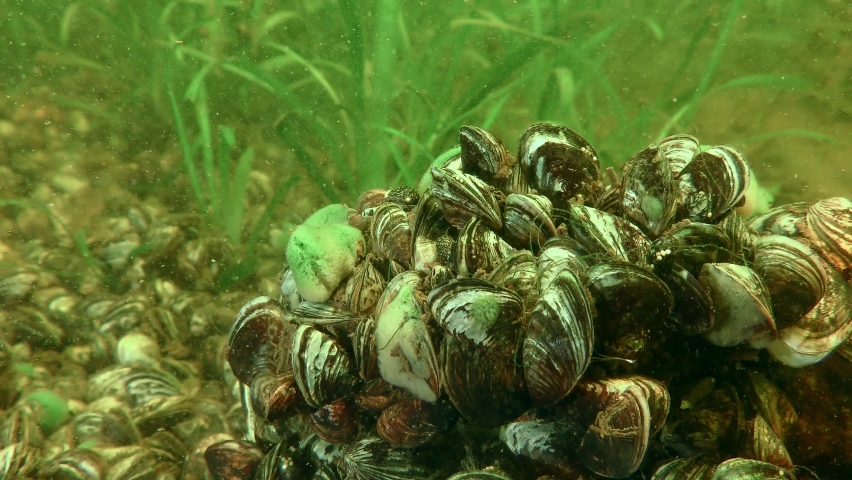 Alien species: The bottom of the freshwater reservoir is completely covered with Zebra Mussel (Dreissena polymorpha), with a large drusen in the foreground. Royalty-Free Stock Footage #1081982033